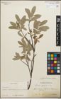 Foto von Salix glauca L.